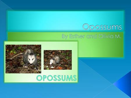 Opossums are a magnificent animal. They have a grayish-white coat of under-fur. Their feet have thumb-like toes. Their 4- 15 pounds. They are also short.