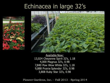 Echinacea in large 32’s Pioneer Gardens, Inc. – Fall 2013 - Spring 2014 Available Now: 13,024 Cheyenne Spirit 32’s, 1.18 4,000 Magnus 32’s, 0.98 7,840.