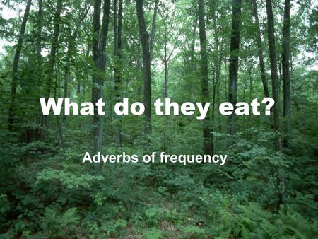 What do they eat? Adverbs of frequency. What do they eat?