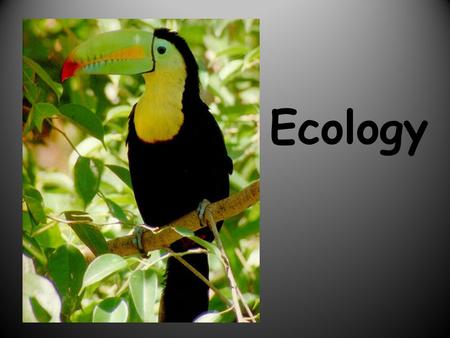 Ecology. Part1-WHAT IS ECOLOGY? Ecology- the scientific study of interactions between organisms and their environments. Ecology is a science of relationships.