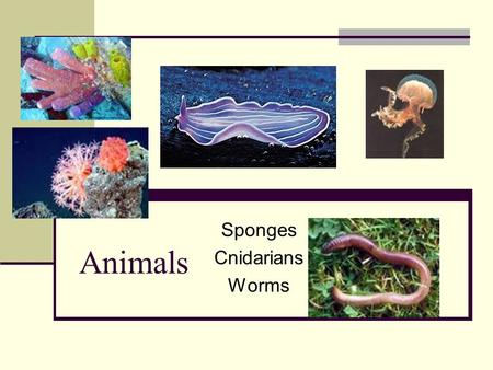 Animals Sponges Cnidarians Worms. What is an Animal? Characteristics Made of Cells Heterotrophs (cannot make own food) Organized Structure a. Cells –