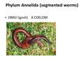 Phylum Annelida (segmented worms) OMG! (gosh) A COELOM.