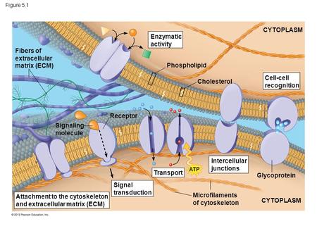 Figure 5.1 Fibers of extracellular matrix (ECM) Enzymatic activity Phospholipid Cholesterol CYTOPLASM Cell-cell recognition Glycoprotein Intercellular.