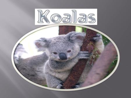 Size: 70 - 90cm (27 - 36 inch) Weight: 4 - 9kg (9 - 20 lb) The males are larger than females. Southern koalas are 30% larger than the Northern koalas.
