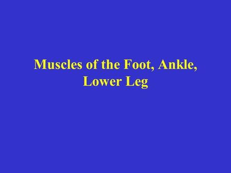 Muscles of the Foot, Ankle, Lower Leg. Gastrocnemius Origin Medial head medial femoral condyle; Lateral head lateral condyle Insertion the Achilles tendon,