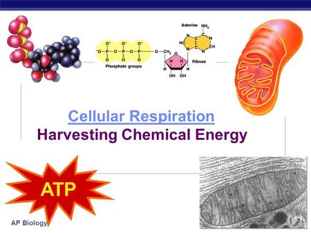 AP Biology 2006-2007 Cellular Respiration Cellular Respiration Harvesting Chemical Energy ATP.