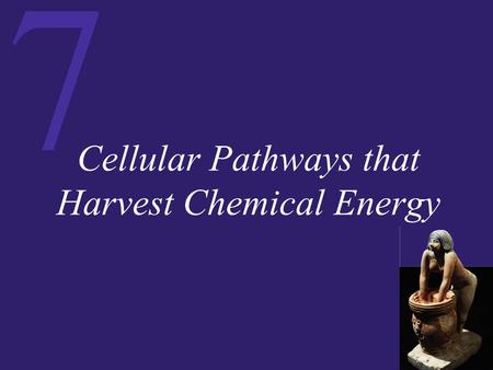 7 Cellular Pathways that Harvest Chemical Energy.