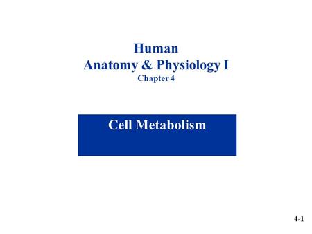 Human Anatomy & Physiology I Chapter 4 Cell Metabolism 4-1.