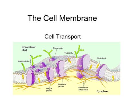 The Cell Membrane Cell Transport. The Cell(Plasma) Membrane A thin flexible layer that surrounds all cells and regulates what enters and leaves the cytoplasm.