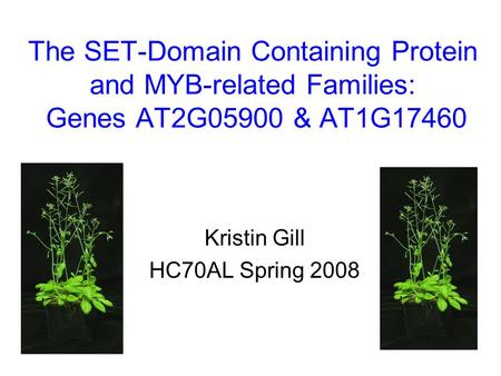 The SET-Domain Containing Protein and MYB-related Families: Genes AT2G05900 & AT1G17460 Kristin Gill HC70AL Spring 2008.