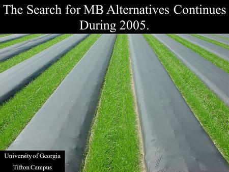 The Search for MB Alternatives Continues During 2005. University of Georgia Tifton Campus.