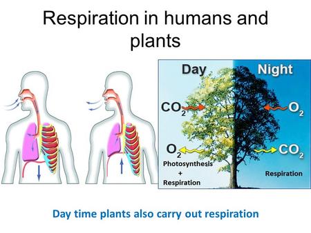 Respiration in humans and plants Day time plants also carry out respiration.
