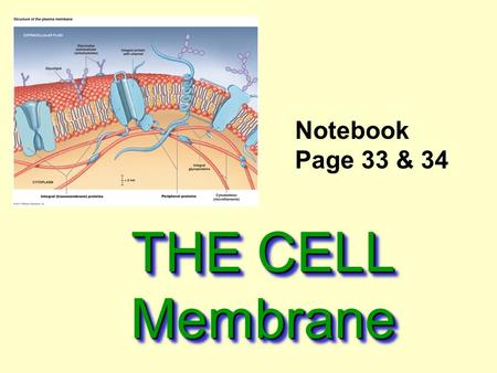 THE CELL Membrane Notebook Page 33 & 34. Cell Membrane Also called the Plasma Membrane.