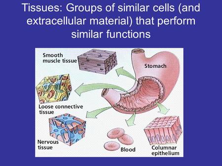 Tissues: Groups of similar cells (and extracellular material) that perform similar functions.