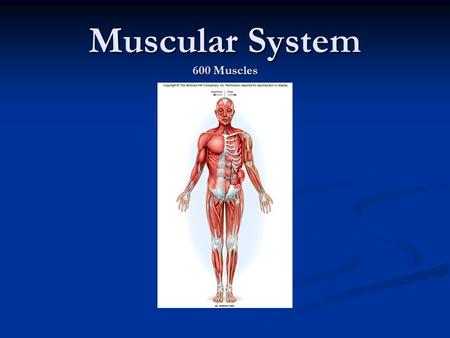 Muscular System 600 Muscles. OBJECTIVES Key Objective Describe the structure of the muscle Be able to describe movement and maintenance of posture in.