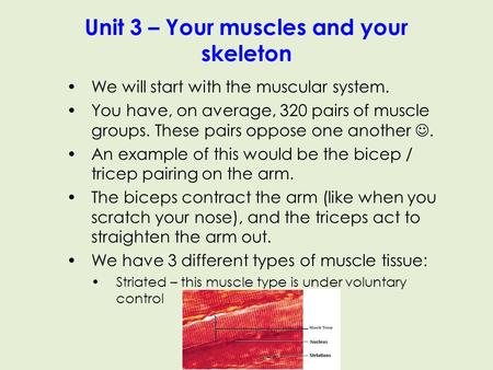 Unit 3 – Your muscles and your skeleton We will start with the muscular system. You have, on average, 320 pairs of muscle groups. These pairs oppose one.