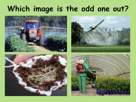 Which image is the odd one out?. Title: LO: Biological Control Know what a pest is. Describe what is meant by a pesticide Know what biological control.