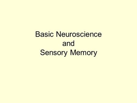 Basic Neuroscience and Sensory Memory. Basic Neuroanatomy Subcortical Structures –Hippocampal Region Components –Hippocampus Proper –Dentate Gyrus –Subiculum.