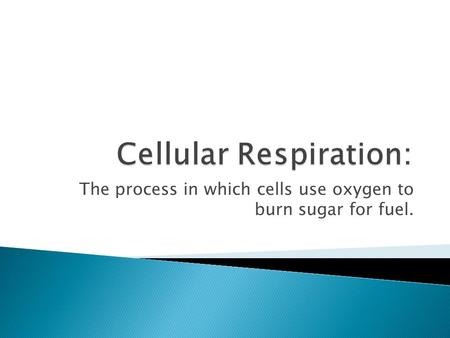 The process in which cells use oxygen to burn sugar for fuel.