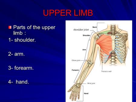 UPPER LIMB Parts of the upper limb : 1- shoulder. 2- arm. 3- forearm.