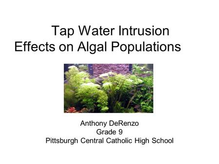 Tap Water Intrusion Effects on Algal Populations Anthony DeRenzo Grade 9 Pittsburgh Central Catholic High School.
