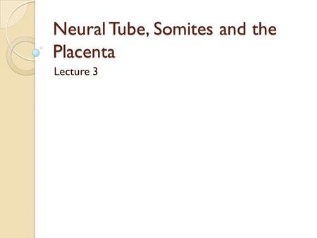 Neural Tube, Somites and the Placenta