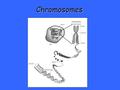 Chromosomes. DNA STORAGE STRUCTURE Eukaryotic cells have their DNA in structures called chromosomes stored in the nucleus.Eukaryotic cells have their.