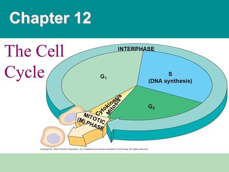 Chapter 12 G1G1 G2G2 S (DNA synthesis) INTERPHASE Cytokinesis MITOTIC (M) PHASE Mitosis The Cell Cycle.