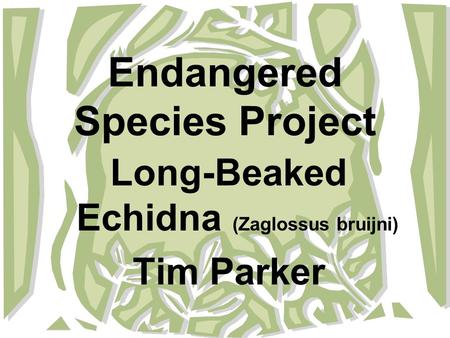 Endangered Species Project Long-Beaked Echidna (Zaglossus bruijni) Tim Parker.