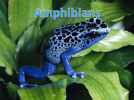 Ancestor Amphibians – evolved from lobe-finned fish Ichthyostega presents rudimentary amphibian features (different from fish) – Girdles (pelvic and.