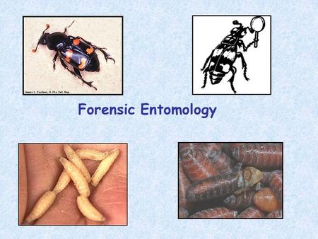Forensic Entomology. Overview of presentation: 1.What is forensic entomology? 2.Medicocriminal entomology. 3. How long has a particular individual been.