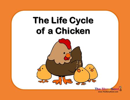 The Life Cycle of a Chicken. A mommy chicken is called a hen A daddy chicken is called a rooster Together they will make a baby chicken.