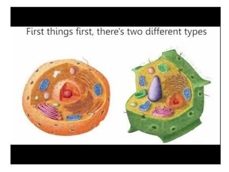 Cell “Organ”elles “TYPICAL” ANIMAL CELL “TYPICAL” PLANT CELL.