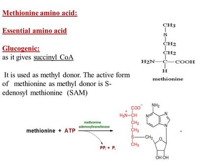 Methionine amino acid: Essential amino acid Glucogenic: as it gives succinyl CoA It is used as methyl donor. The active form of methionine as methyl donor.