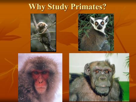 Why Study Primates?. Light shall be thrown on humanity’s history The human family is but one branch on the tree of life.
