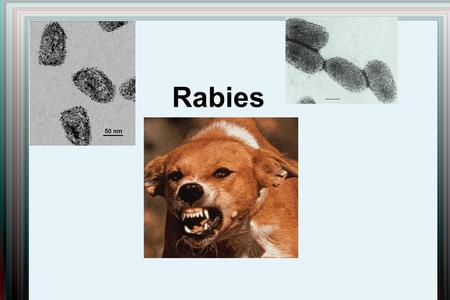Rabies. Symptoms flu-like symptons (couple days initially)  general weakness, discomfort, fever, headache discomfort or itching at bite location later.