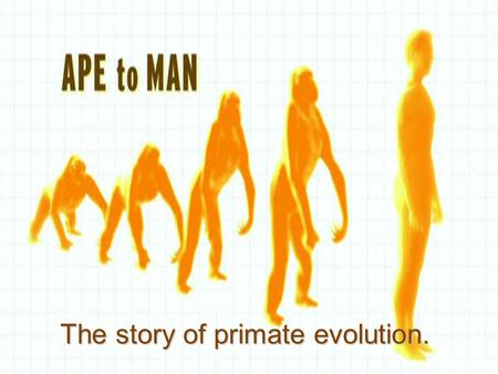 The story of primate evolution.. How is it that we went from…