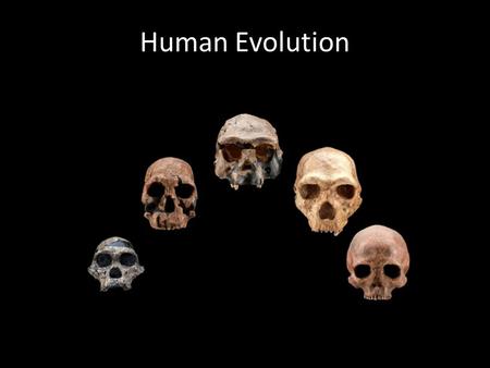 Human Evolution. Primate Classification Characteristics: – Eyes in front of the face – Opposable thumb – Well developed brain – Omnivorous D: Eukarya.