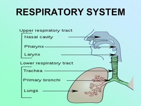 RESPIRATORY SYSTEM. I. Function – to take in oxygen & get rid of carbon dioxide (for cell respiration) A. Respiration = internal (cell) + external (breathing)