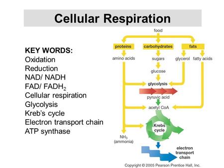Cellular Respiration KEY WORDS: Oxidation Reduction NAD/ NADH FAD/ FADH 2 Cellular respiration Glycolysis Kreb’s cycle Electron transport chain ATP synthase.
