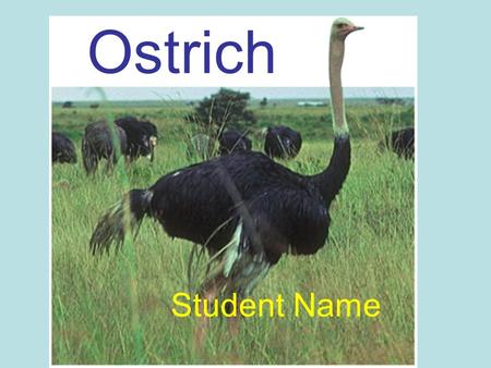 Ostrich Student Name.