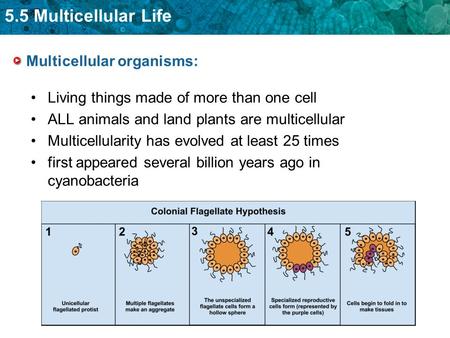 5.5 Multicellular Life Multicellular organisms: Living things made of more than one cell ALL animals and land plants are multicellular Multicellularity.