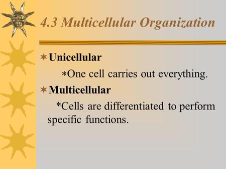 4.3 Multicellular Organization  Unicellular  One cell carries out everything.  Multicellular *Cells are differentiated to perform specific.