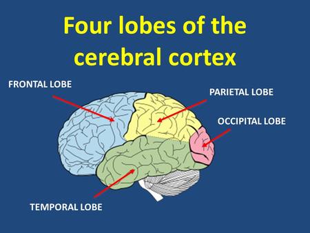 Four lobes of the cerebral cortex FRONTAL LOBE OCCIPITAL LOBE TEMPORAL LOBE PARIETAL LOBE.