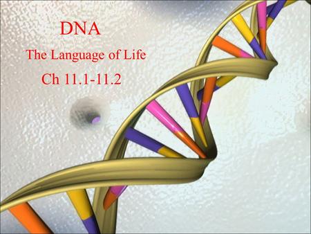 DNA The Language of Life Ch 11.1-11.2. Cell Cycle Let’s review What occurs during the cell cycle? How does DNA fit into the cell cycle? What is the point.