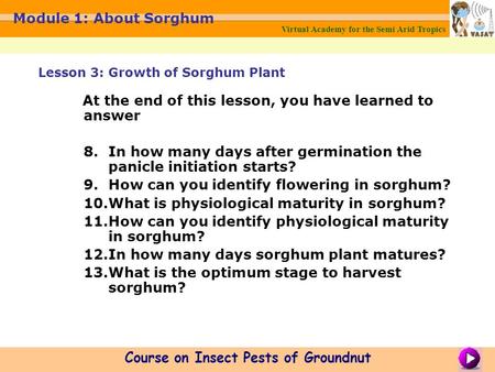 Virtual Academy for the Semi Arid Tropics Course on Insect Pests of Groundnut Module 1: About Sorghum At the end of this lesson, you have learned to answer.