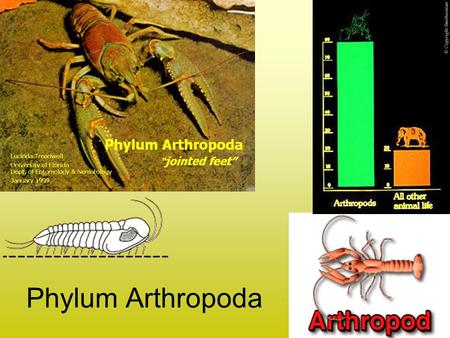 Phylum Arthropoda. 1.Arthropoda – “jointed legs” A. Segmented bodies, jointed appendages, and a tough exoskeleton made of chitin. 1). 3 layers a) Outer.