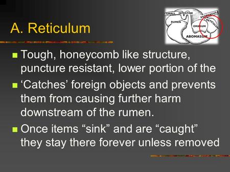 A. Reticulum Tough, honeycomb like structure, puncture resistant, lower portion of the ‘Catches’ foreign objects and prevents them from causing further.