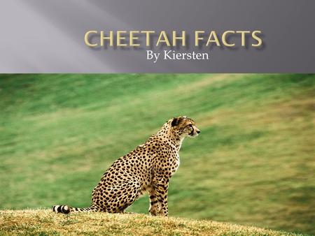By Kiersten. A cheetah is a mammal. It’s name comes from a Hindi word meaning ‘’spotted one’’. They can live up to 10-12 years old.