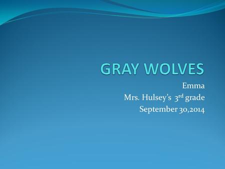 Emma Mrs. Hulsey’s 3 rd grade September 30,2014 GRAY WOLVES LIVE IN THE FOREST Gray wolves live in the forest they are in danger animals they use to.